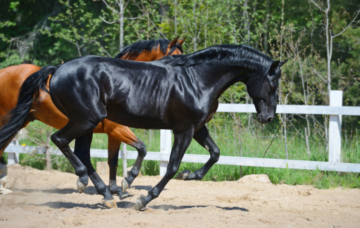 Onaqui Wild Horse Herd in natural environment