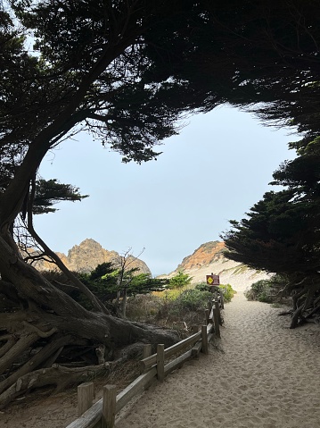 Big Sur, Coastal Highway 1 in California, a beach on coastline of the Pacific ocean, tree in a foreground