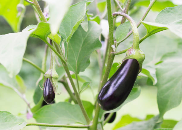 istock Eggplant on a branch in a greenhouse 1607396498