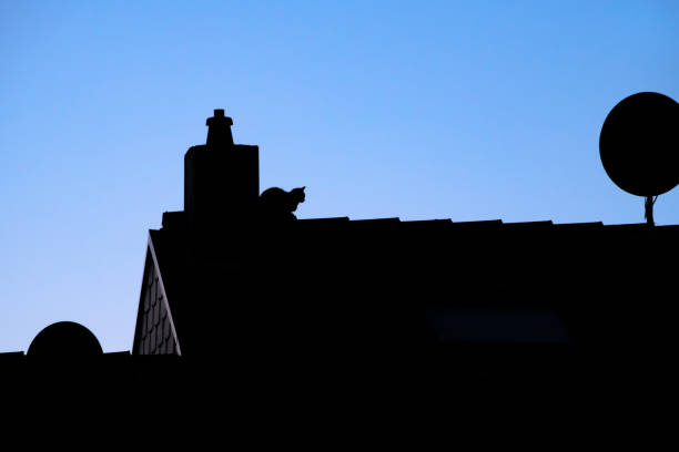 istock silhouette of a cat sitting on a rooftop between two satellite dishes and a chimney in front of a blue dusk sky. 1607403964