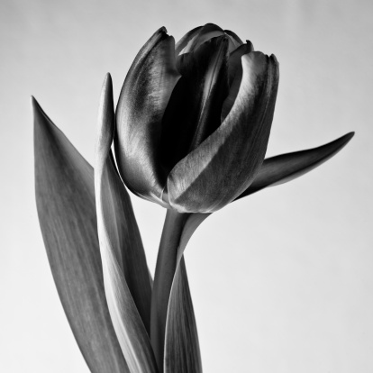 macro tulip flower  in black and white