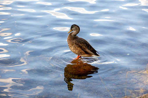 the duck is standing on a stone in the water