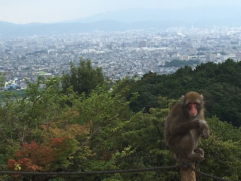 A view of Kyoto from the mountain with a monkey in foreground. Iwatayama Monkey Park - Arashiyama, Kyoto