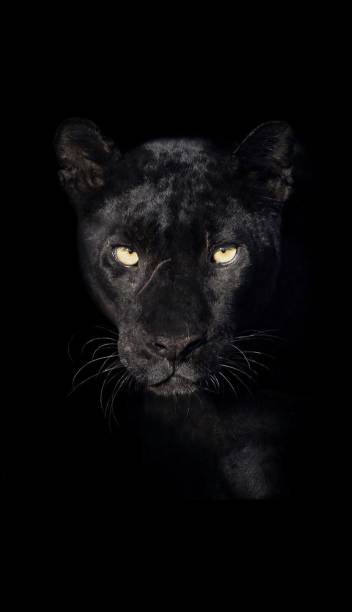 istock Vertical closeup shot of a black leopard is captured in a dark environment 1607438342