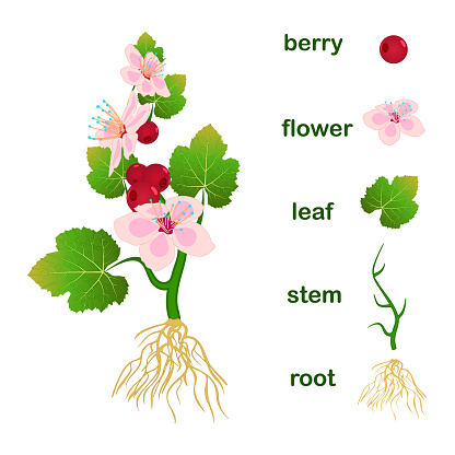 Parts of plant. Scheme with titles of plant part with green leaves, pink flowers, red berries, stem and root system isolated on white background. Diagram for botany education. Stock vector illustration