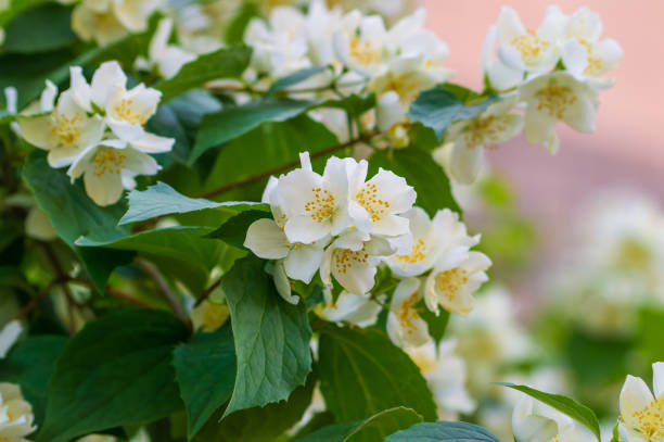 istock Beautiful natural background with blooming jasmine. Selective focus 1607451356