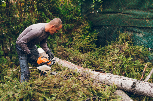 A man is cutting a conifer tree