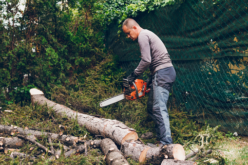 A man is cutting a conifer tree