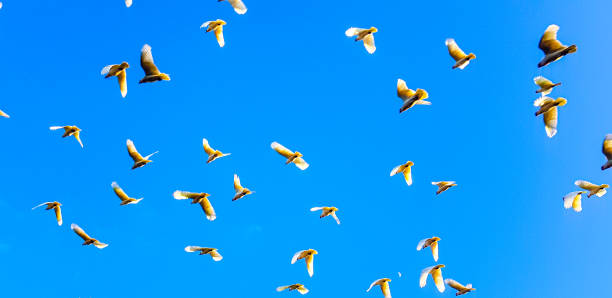 istock flock of cockatoos in flight 1607460413
