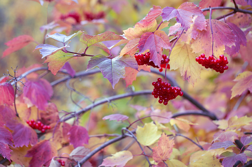 Autumn purple leaves and red ripe viburnum berries. Beauty of nature. Medicinal plant.
