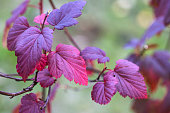 Bright autumn leaves of Physocarpus on a green background. Beauty of nature.