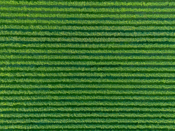 Green straight rows of grapevines from above