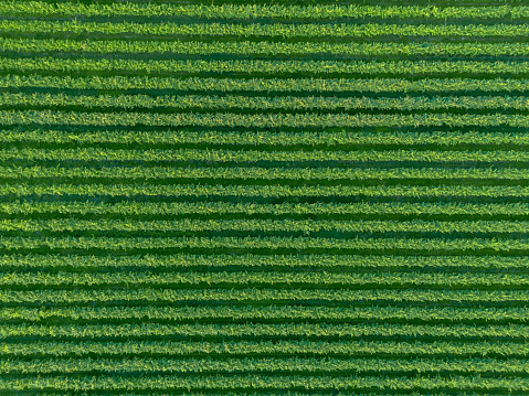 Aerial view straight from above of rows of grapevines of green Italian vineyard
