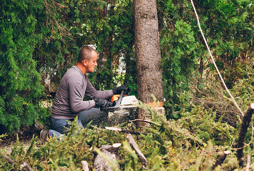 A man is cutting a conifer tree