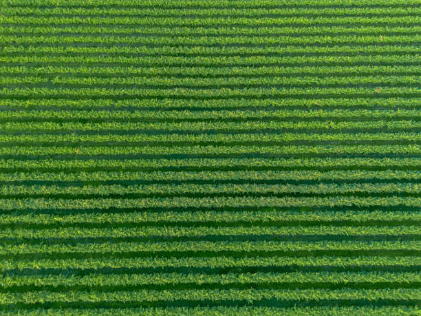 istock Green straight rows of grapevines from above 1607468766