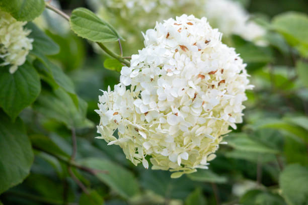 istock white flowers in the garden 1607484842