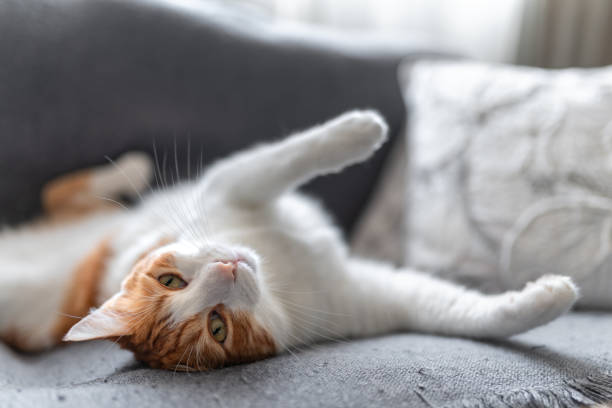 istock brown and white cat with yellow eyes on a gray sofa. close up 1607485393