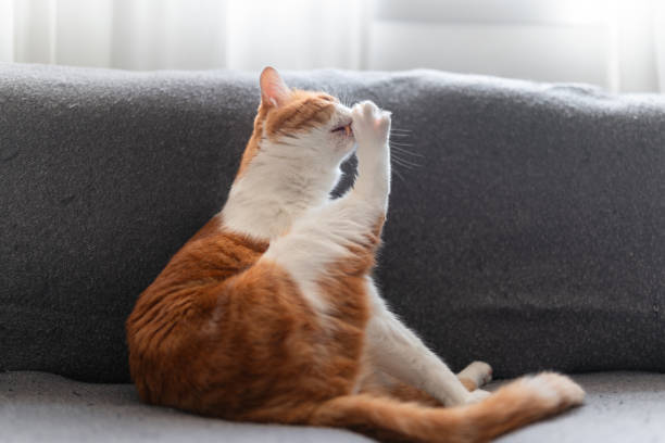 istock brown and white cat with yellow eyes on a gray sofa. close up 1607485422