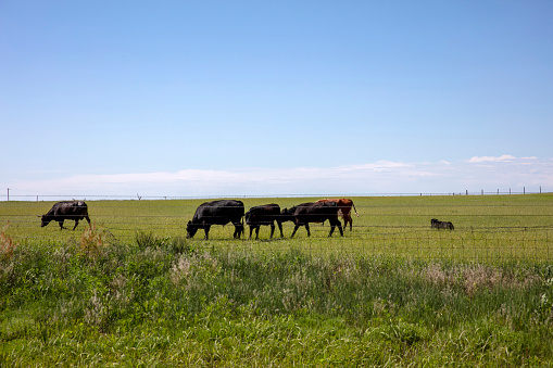 Texas, black angus cow herd in countryside, cattle in grazing, green field with fence, clear blue sky in sunny day background, bovine livestock in USA.