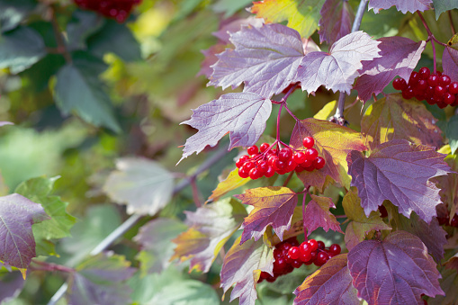 Natural background, bright red viburnum berries and colorful leaves.