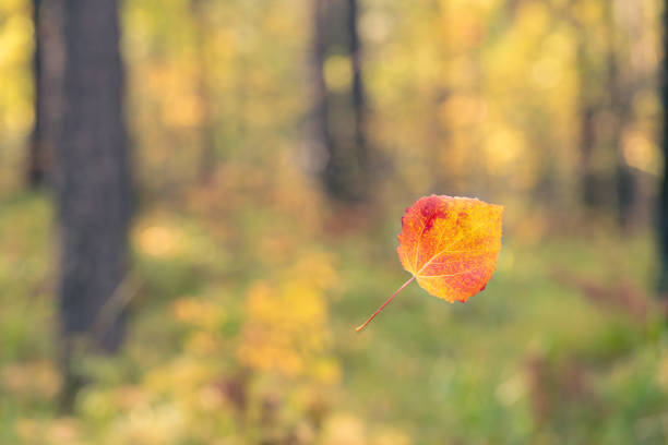 Autumn background with bright leaf in the foreground and abstract blurred forest in the background with copy space.