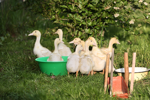Funny domestic little yellow ducklings are drinking water from a big green plastic bowl on the green grass on sunny spring day. Domestic organic farm been breed for its meat. Country lifestyle.