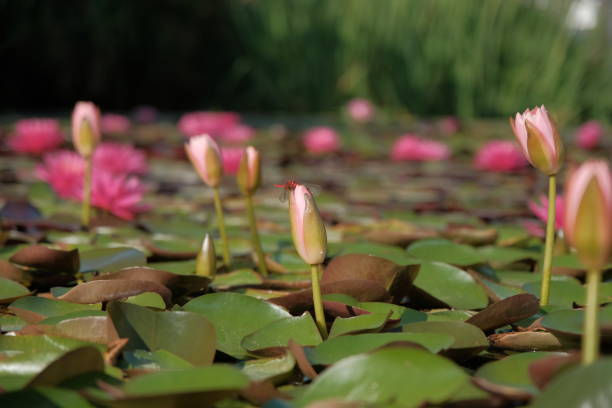 libélula sobre nenúfar. libélula se sienta en un nenúfar en un estanque - frog lily pond water fotografías e imágenes de stock