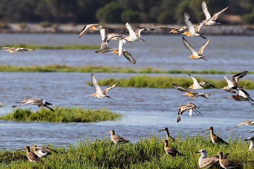 Flock of Bar headed goose Flying in Wheat Fields