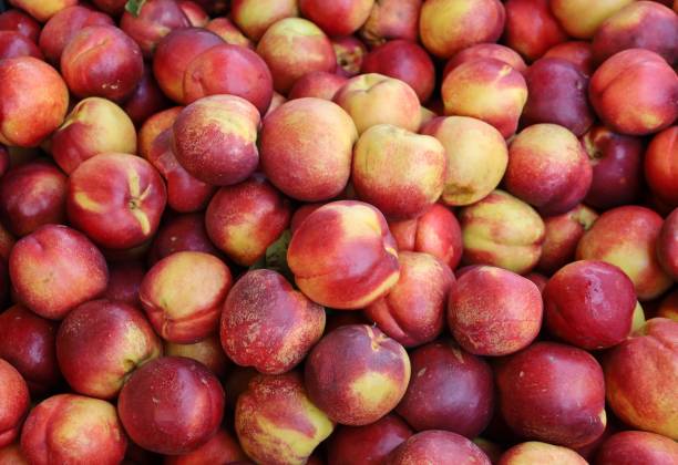large heap of nectarines at fruit and vegetable store. - nectarine peach red market imagens e fotografias de stock