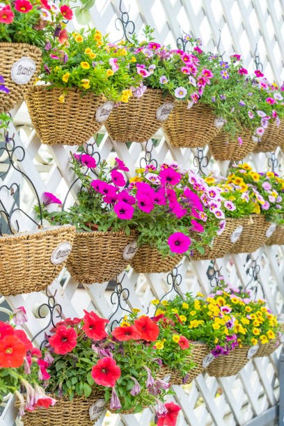 istock colourful flowers hanging in garden 1607515184