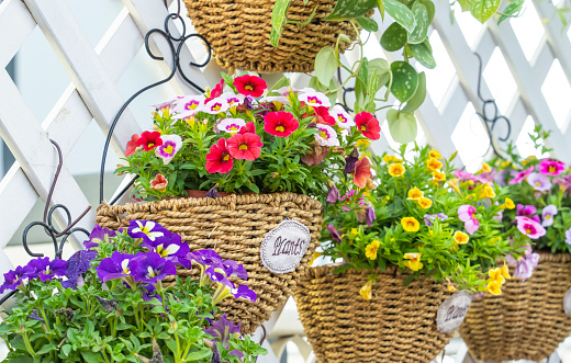colourful flowers hanging in garden