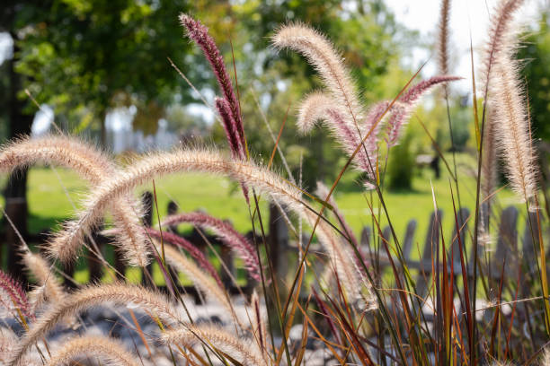 istock Purple Fountain Grass (Pennisetum setaceum). 1607520014