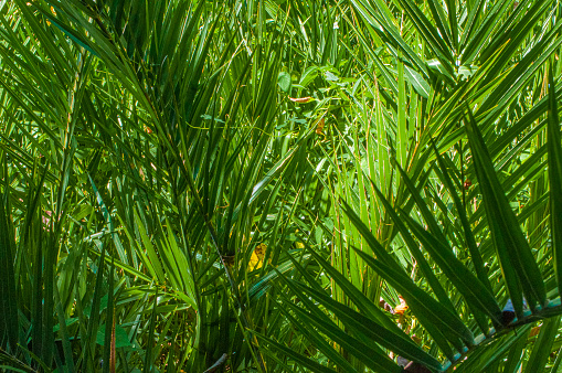 makassar.Indonesia.06.08.2023,natural photo of lush and green palm leaves in the open and hot