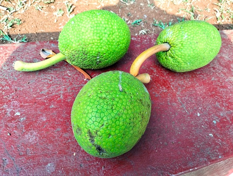 Charming display of ripe breadfruit to be picked