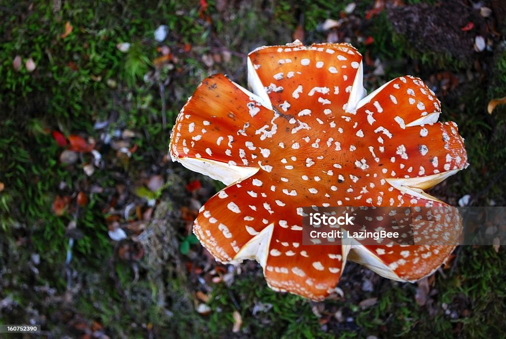 Agárico (Amanita Muscaria) - Foto de stock de Agárico - Amanita royalty-free