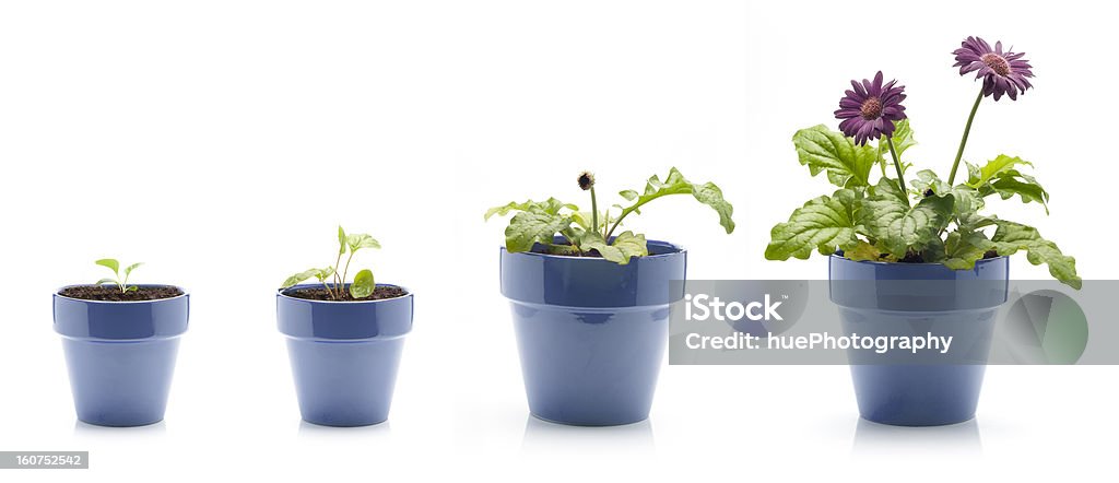 Gerbera in crescita - Foto stock royalty-free di Fiore