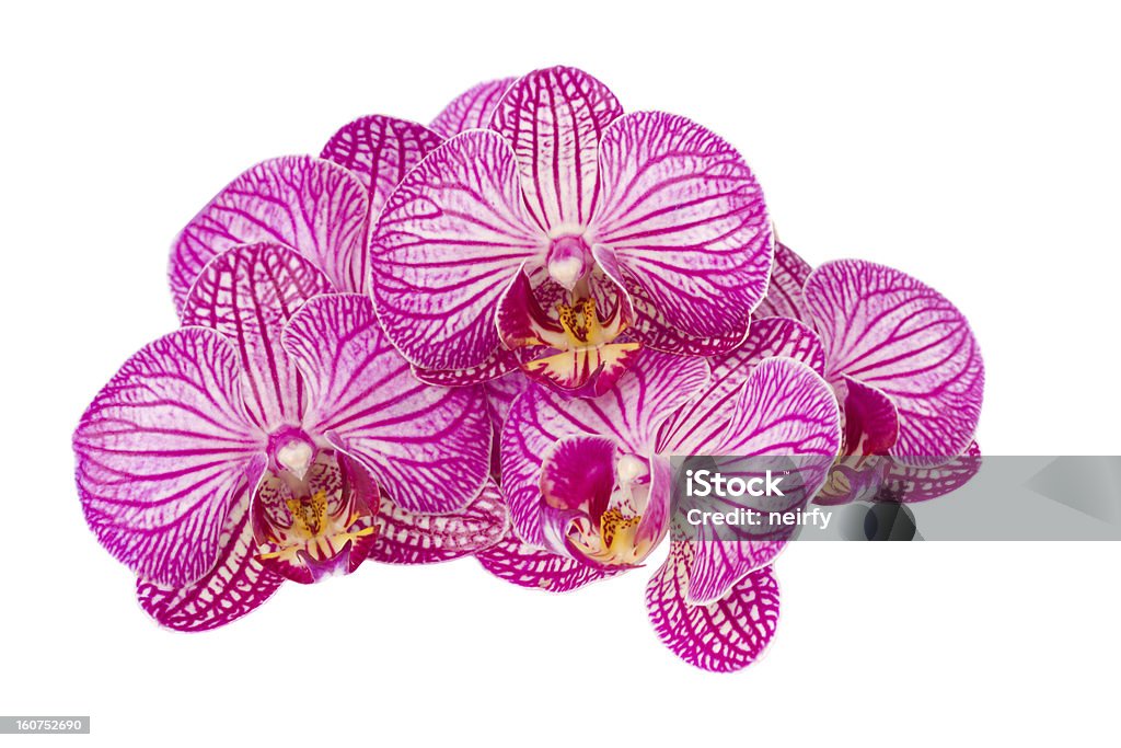 Груду от розовато-лилового цвета орхидеи цветы - Стоковые фото Без людей роялти-фри