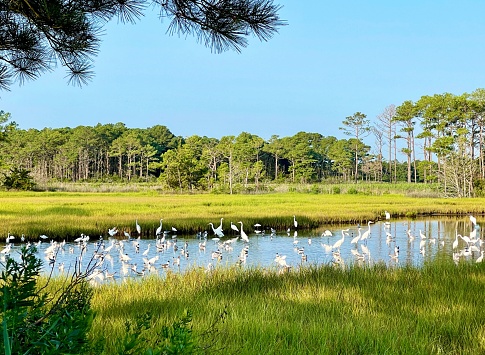 A flock of egrets and seagulls in the Assawoman wildlife preserve in South Bethany Beach, Delaware