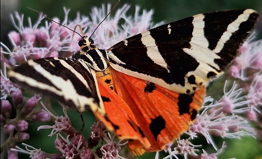 Close-up of a Mottled tortoiseshell butterfly with spread wings