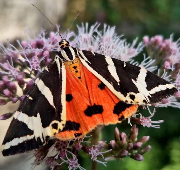 istock Mottled tortoiseshell butterfly with its black tabby and red wings spread 1607529644