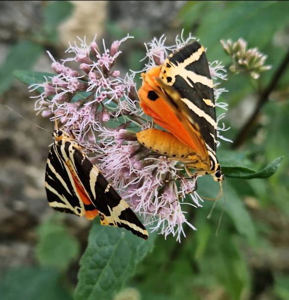 istock Mottled tortoiseshell butterfly foraging and looking at camera 1607529689