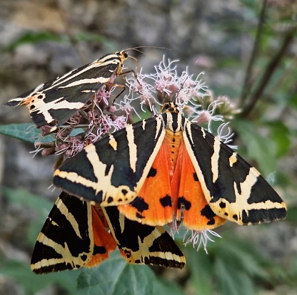 Close-up of three Mottled tortoiseshell butterfly foraging in group on a Hemp agrimony flower