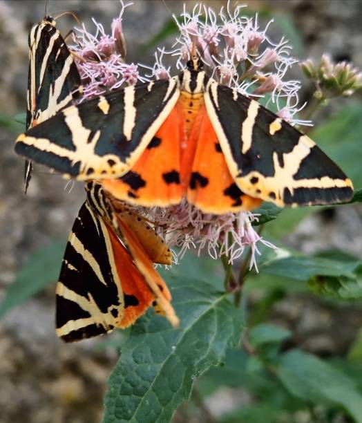 istock Three Mottled tortoiseshell butterfly on the same flower 1607529698