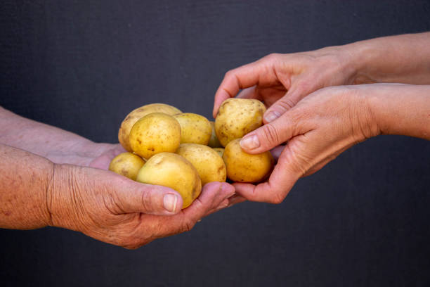 女性の手にジャガイモ。一緒に働く2世代。�ケアとサポートの概念。 - root vegetable raw potato human skin root ストックフォトと画像