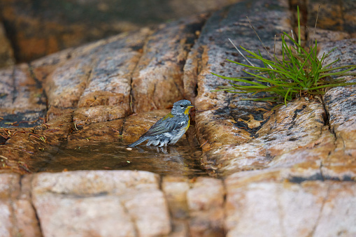 A northern parula takes a bath in rain water that collected on top of a rock. Mount Desert Island, Maine.