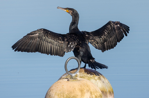 cormorant standing on a buoy