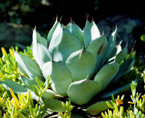 istock Century Plant on film 1607548520