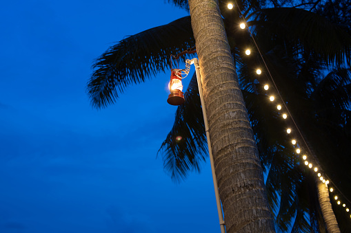 Lanterns hanging from coconut trees when the sky is dim