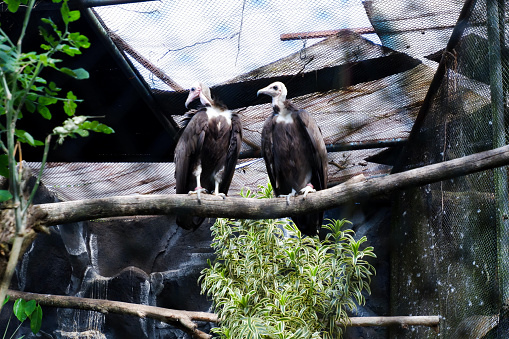 Selective focus of white headed vulture perched in its enclosure in the afternoon. Great for educating children about wild animals.