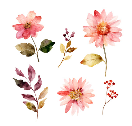 set of watercolor illustrations of pink flowers and plants on a white background. hand painted for design and invitations.